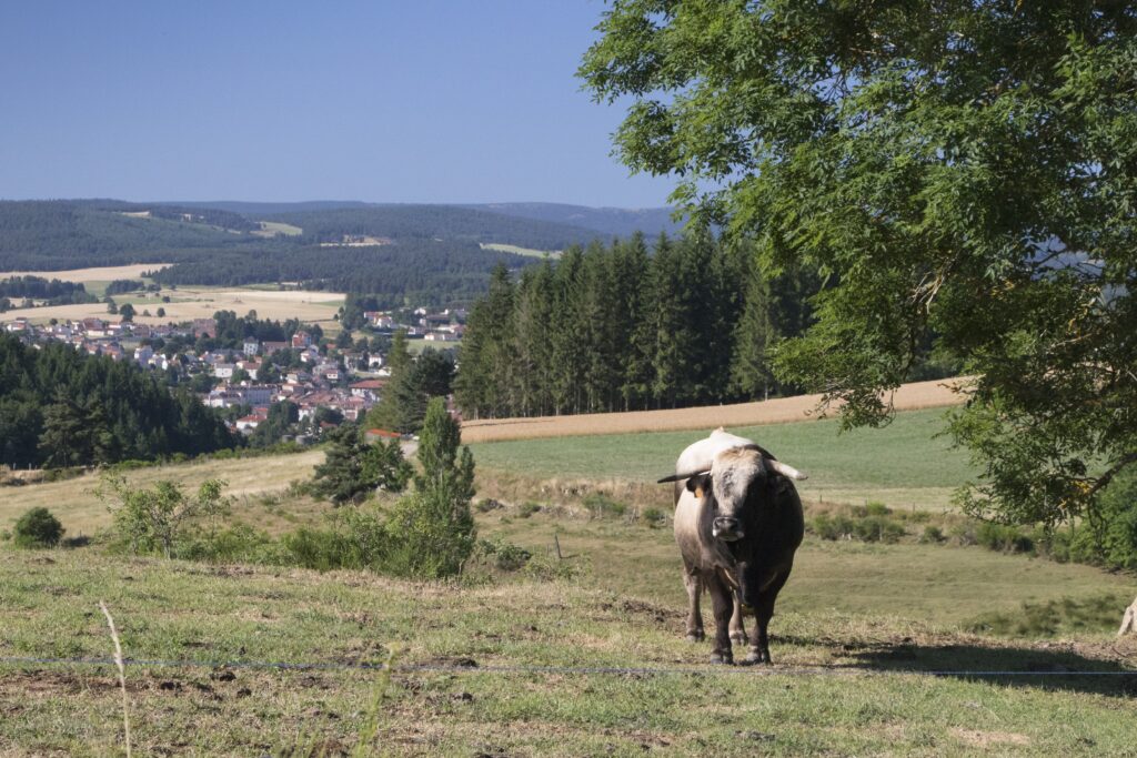 CEVENNES : STEVENSON INTEGRAL LIBERTE