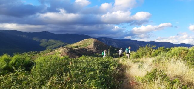 cevennes (20)
